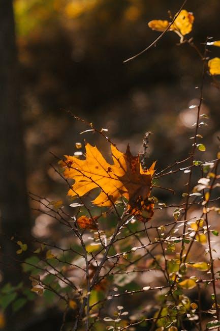 Top Native Plants for Your San Diego Garden