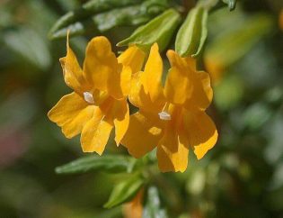 Discover the Stunning Flora of San Diego