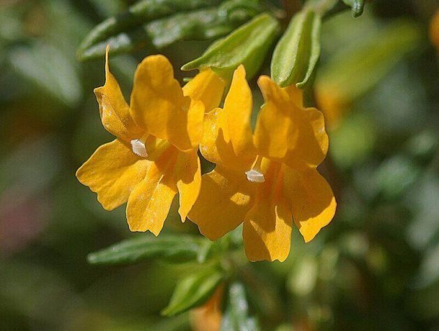 Discover the Stunning Flora of San Diego