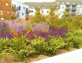 Enhancing Your San Diego Landscape with Native Plants