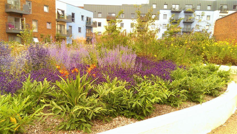 Enhancing Your San Diego Landscape with Native Plants