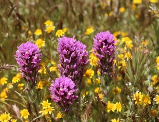 Exploring San Diego’s Top Native Plants