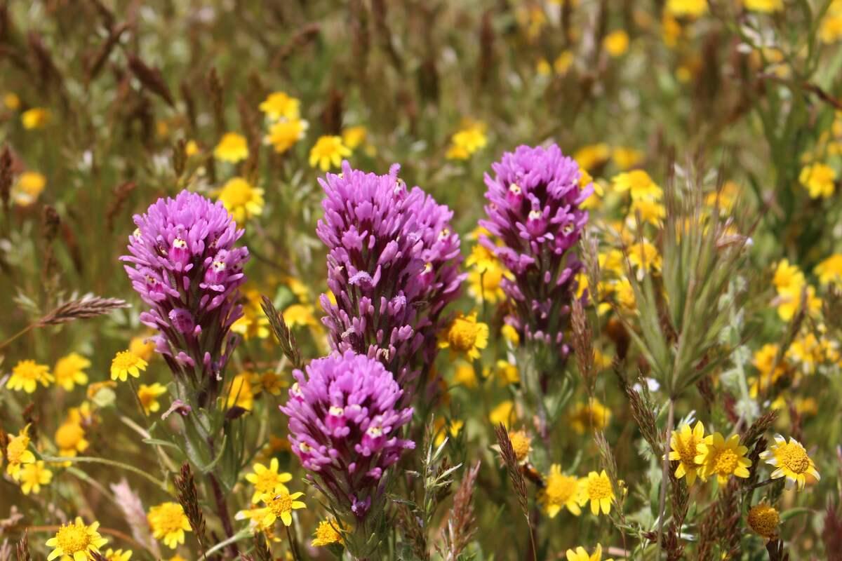 Exploring San Diego’s Top Native Plants